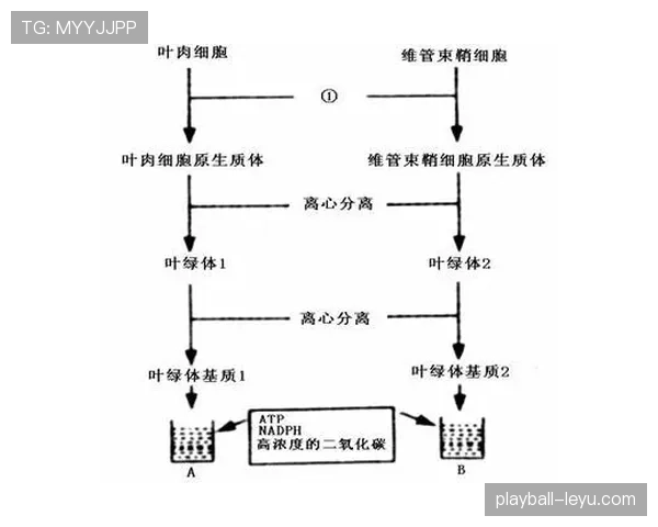 沃特金斯射术稳定性争议:终结效率是否可靠? 沃特金斯射术稳定性争议:终结效率是否可靠?